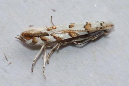 Phyllonorycter kuhlweiniella